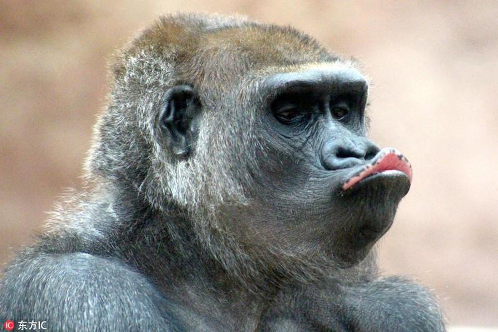 Sự thông minh và khả năng giả lập của khỉ chu mỏ thật không ngờ! Tuyệt vời! Hãy xem ảnh để bắt đầu khám phá thế giới tuyệt vời của loài khỉ này.