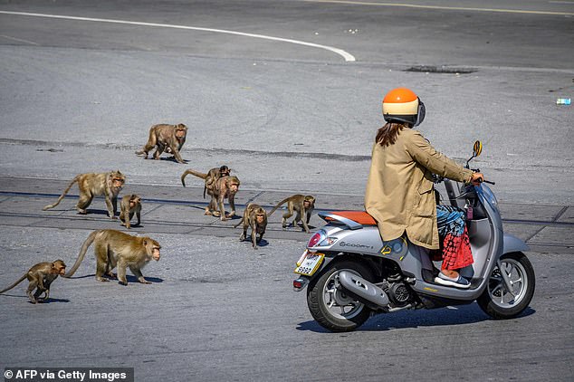Hơn 200 con khỉ Thái Lan bị thiến không thương tiếc vì gây náo loạn cả thành phố - Ảnh 7.