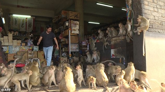 Hơn 200 con khỉ Thái Lan bị thiến không thương tiếc vì gây náo loạn cả thành phố - Ảnh 6.
