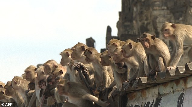 Hơn 200 con khỉ Thái Lan bị thiến không thương tiếc vì gây náo loạn cả thành phố - Ảnh 5.