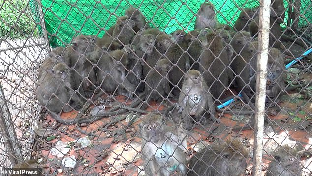 Hơn 200 con khỉ Thái Lan bị thiến không thương tiếc vì gây náo loạn cả thành phố - Ảnh 2.