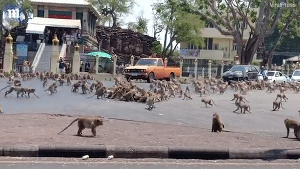Hơn 200 con khỉ Thái Lan bị thiến không thương tiếc vì gây náo loạn cả thành phố - Ảnh 4.
