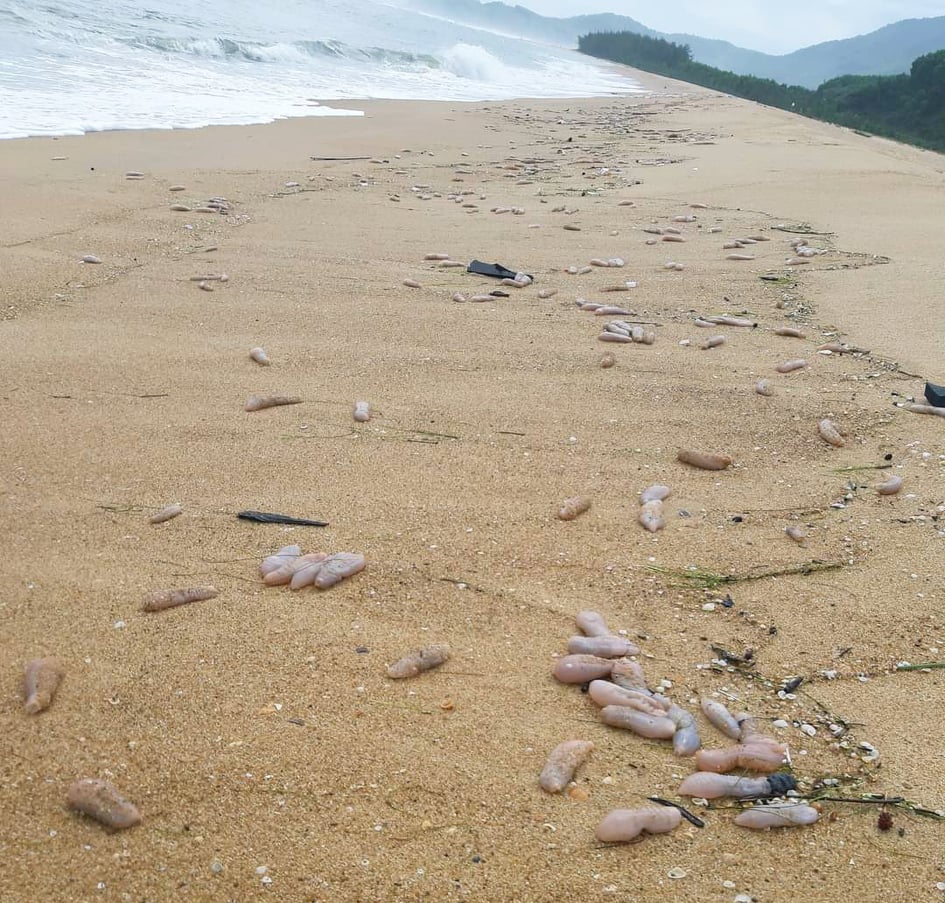 Sau bão số 5, hàng tạ sinh vật nghi hải sâm dạt vào bờ biển Thừa Thiên-Huế - Ảnh 1.
