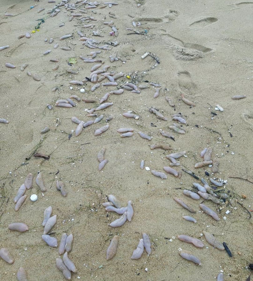 Sau bão số 5, hàng tạ sinh vật nghi hải sâm dạt vào bờ biển Thừa Thiên-Huế - Ảnh 2.