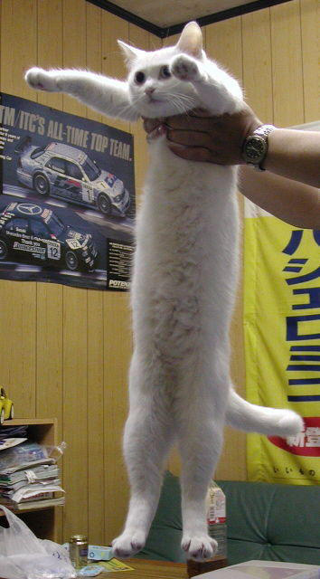 Nobiko - chú mèo huyền thoại Internet với bức ảnh meme Con mèo dài ngoằng qua đời ở tuổi 18 - Ảnh 1.