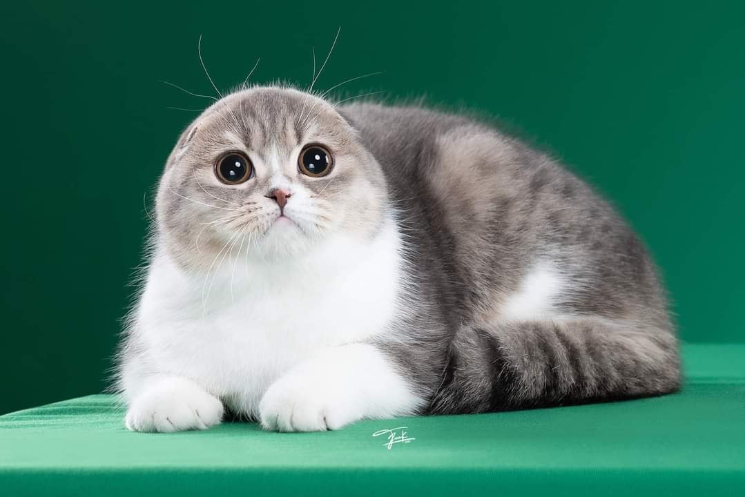 Mèo mướp mèo vằn Hồ sơ giống Đặc điểm Giá  Cách Nuôi