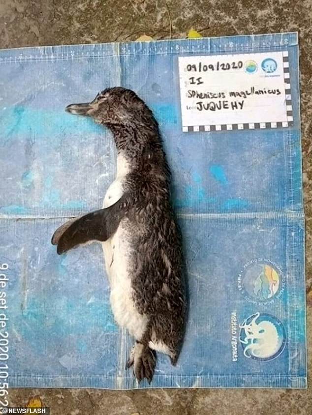 Xác chim cánh cụt trôi dạt vào bờ biển, khám nghiệm tử thi mới phát hiện nguyên nhân cái chết khiến ai cũng đau lòng - Ảnh 1.