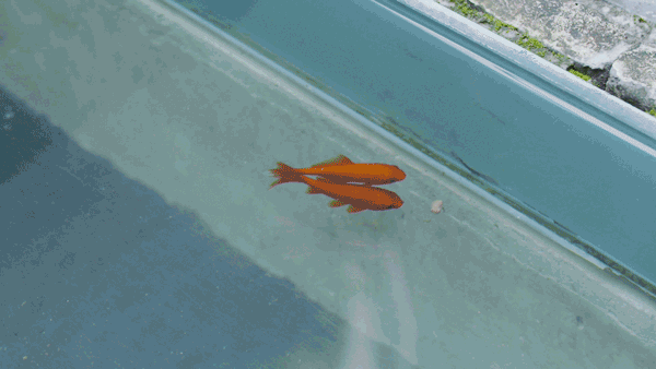 91d2fcbdad1144fd9d24541c089f1c5b-1601094956993405416923.gif