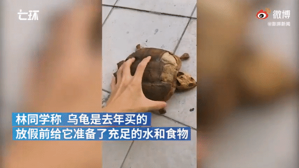 8 tháng bỏ rùa cưng ở ký túc xá, chàng sinh viên quay về phát hiện con vật chỉ còn là cái xác khô, mai rùa bị tách ra từng lớp - Ảnh 3.