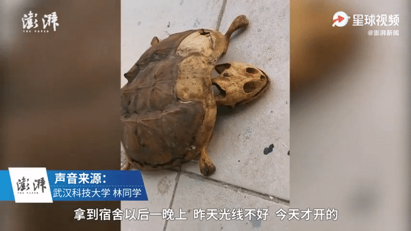 8 tháng bỏ rùa cưng ở ký túc xá, chàng sinh viên quay về phát hiện con vật chỉ còn là cái xác khô, mai rùa bị tách ra từng lớp - Ảnh 2.