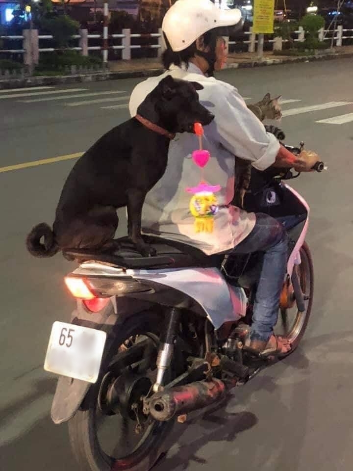 Tuyển chọn hình ảnh chó ngồi sau xe máy đẹp và độc đáo