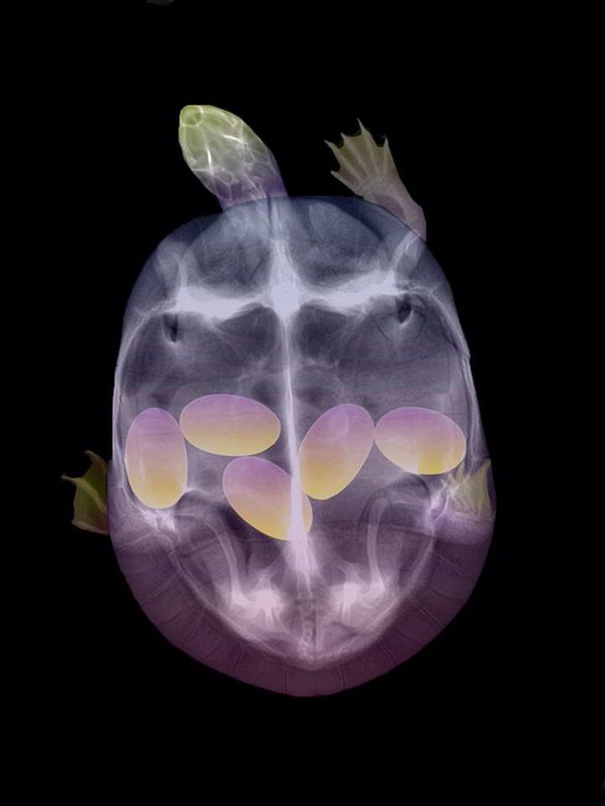 Cận cảnh hình chụp X-quang của một cô mèo đang mang thai và loạt ảnh động vật mang bầu khiến người xem rùng mình nhưng cũng thấy đẹp khó tả - Ảnh 1.