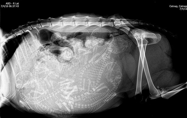 Cận cảnh hình chụp X-quang của một cô mèo đang mang thai và loạt ảnh động vật mang bầu khiến người xem rùng mình nhưng rồi thấy đẹp khó tả - Ảnh 7.