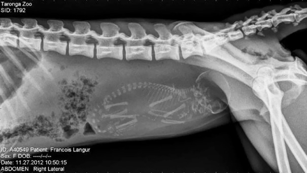 Cận cảnh hình chụp X-quang của một cô mèo đang mang thai và loạt ảnh động vật mang bầu khiến người xem rùng mình nhưng cũng thấy đẹp khó tả - Ảnh 2.