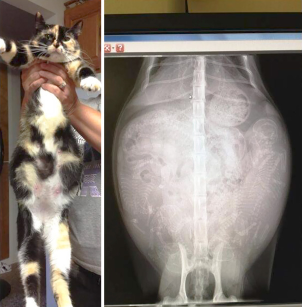 Cận cảnh hình chụp X-quang của một cô mèo đang mang thai và loạt ảnh động vật mang bầu khiến người xem rùng mình nhưng cũng thấy đẹp khó tả - Ảnh 6.