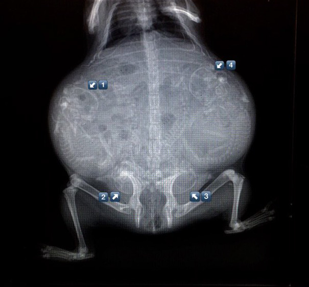 Cận cảnh hình chụp X-quang của một cô mèo đang mang thai và loạt ảnh động vật mang bầu khiến người xem rùng mình nhưng cũng thấy đẹp khó tả - Ảnh 7.