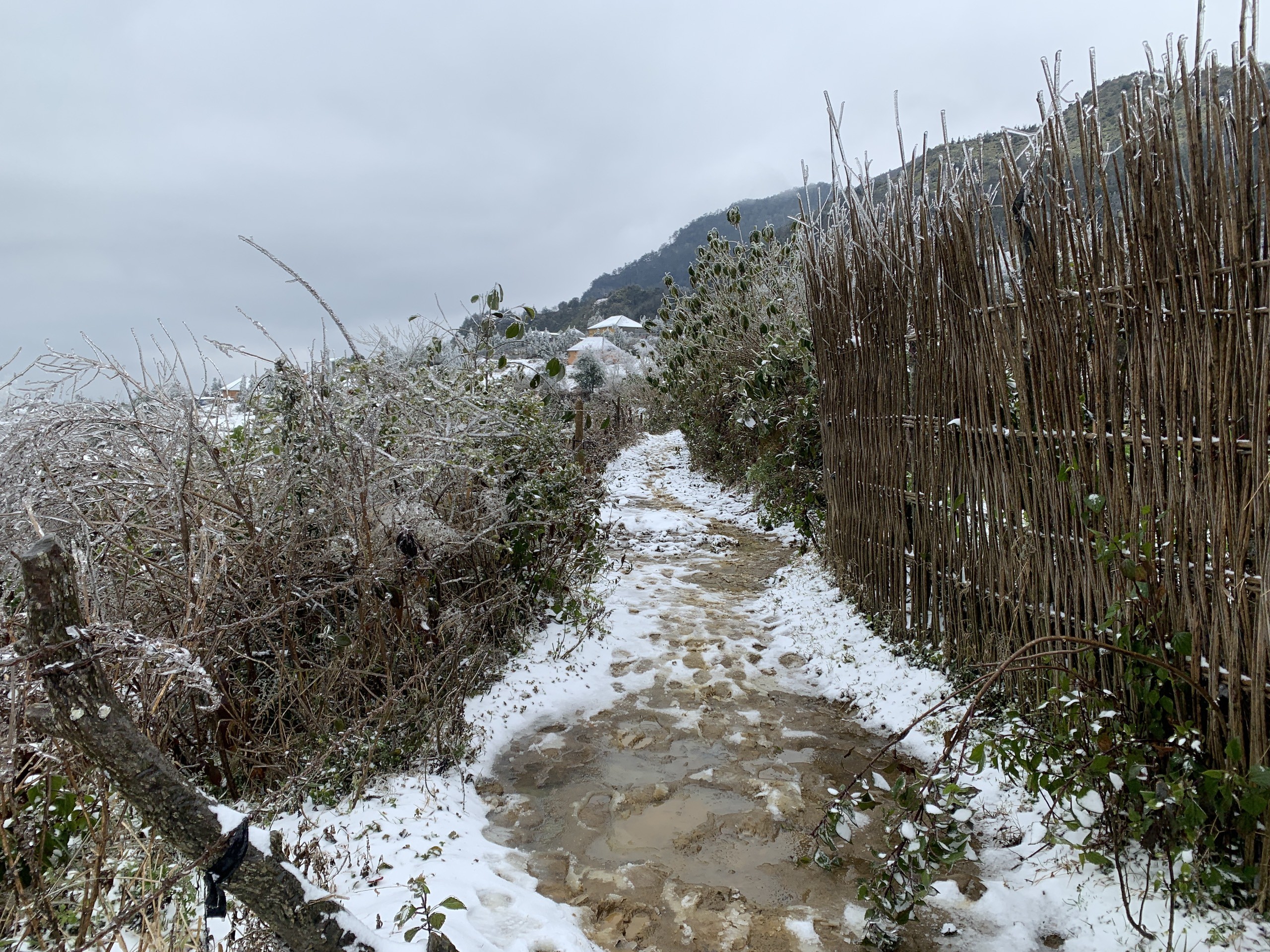 Lào Cai đổ tuyết trắng gây thiệt hại nặng nề - Ảnh 5.