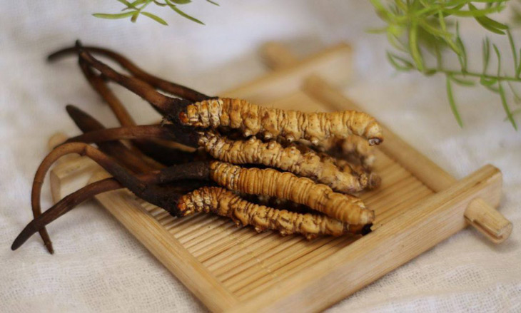 Cận Tết, nhà giàu Việt bỏ vài chục triệu đôn đáo tìm mua đông trùng hạ thảo làm quà biếu thượng hạng - Ảnh 7. Cận Tết, nhà giàu Việt bỏ vài chục triệu đôn đáo tìm mua đông trùng hạ thảo làm quà biếu thượng hạng - Ảnh 7.
