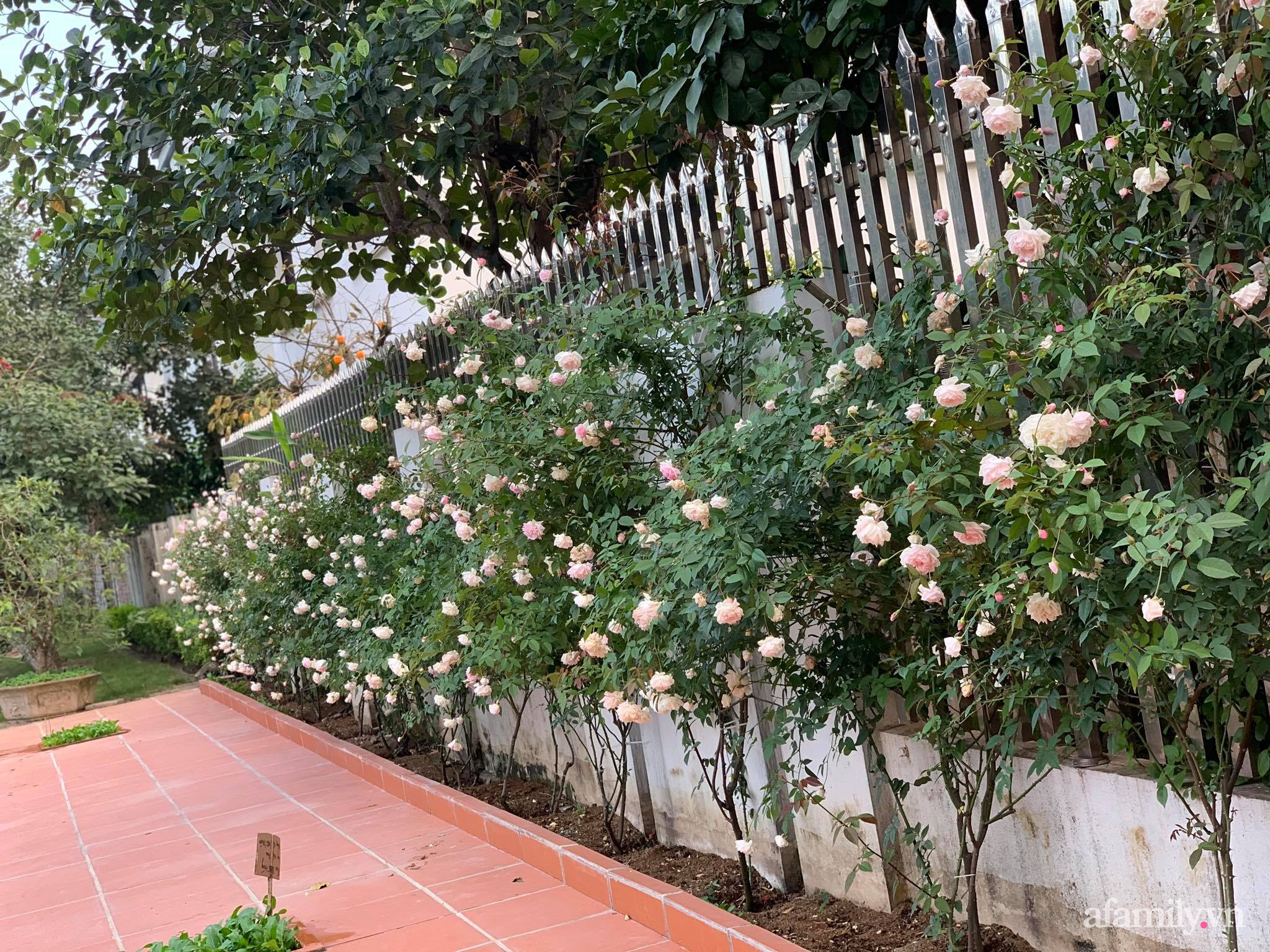 Ngôi nhà quanh năm rực rỡ sắc hương hoa hồng và đủ loại cây ăn quả ở Hà Nội - Ảnh 3.