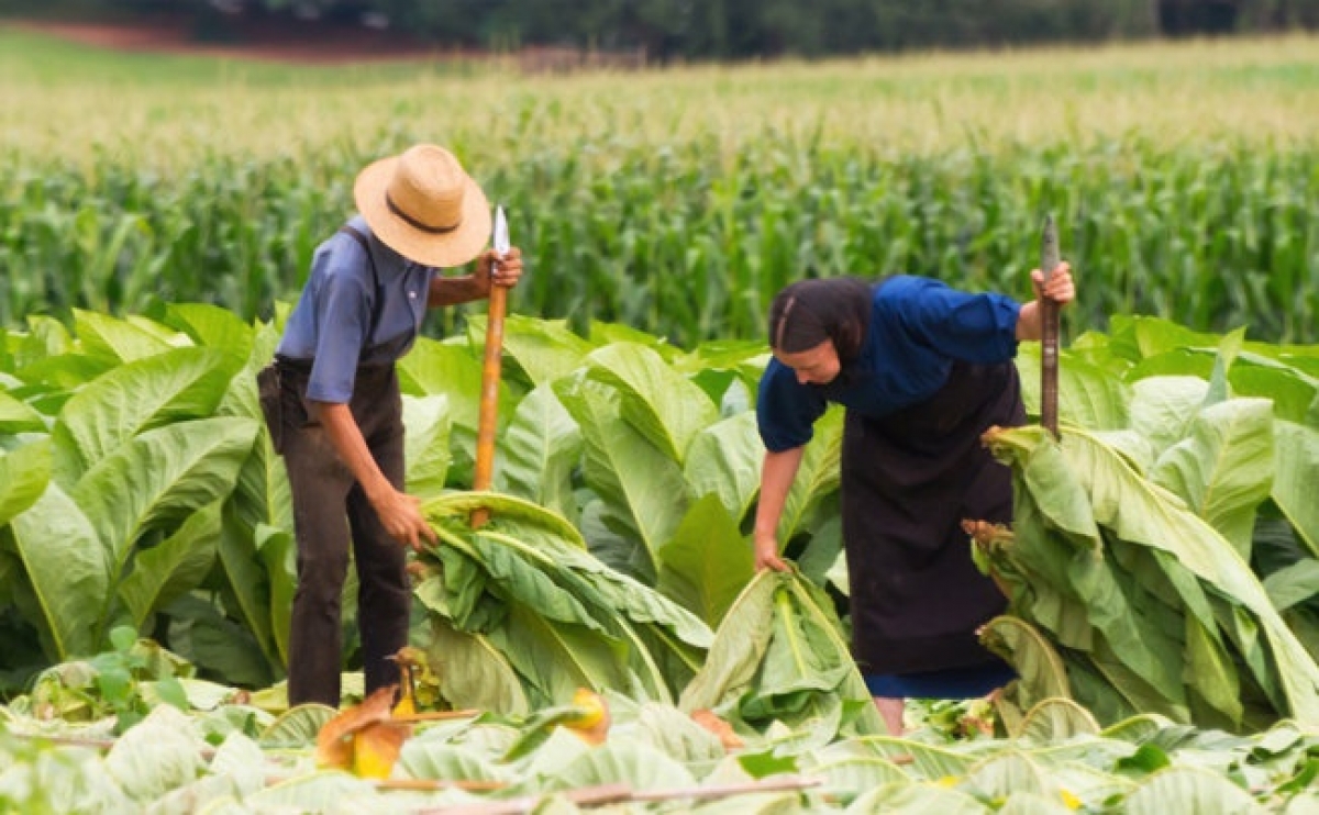 Amish – Tộc người “chối bỏ thế giới hiện đại” giữa lòng nước Mỹ - Ảnh 3.