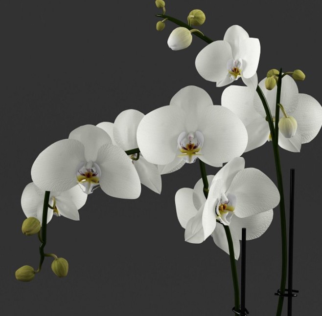 Ảnh HD Tải hình ảnh hoa phong lan đẹp nhất Tư liệu internet miễn phí