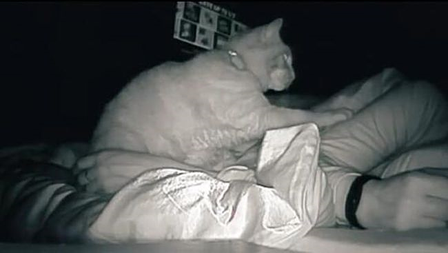 Thức dậy bỗng dưng thấy cả người đau nhức, cô gái vội kiểm tra camera mới ngỡ ngàng nhận ra mình bị mèo cưng &quot;trừng phạt&quot; cả đêm - Ảnh 3.