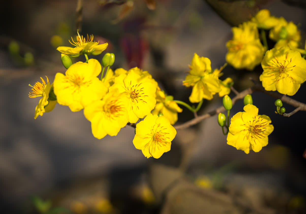 Kinh Đô - Sắc vàng tươi thắm của hoa mai mỗi độ xuân về Tết đến chắc hẳn  luôn làm lòng bạn rộn ràng. Màu vàng của hoa mai ngoài thể hiện