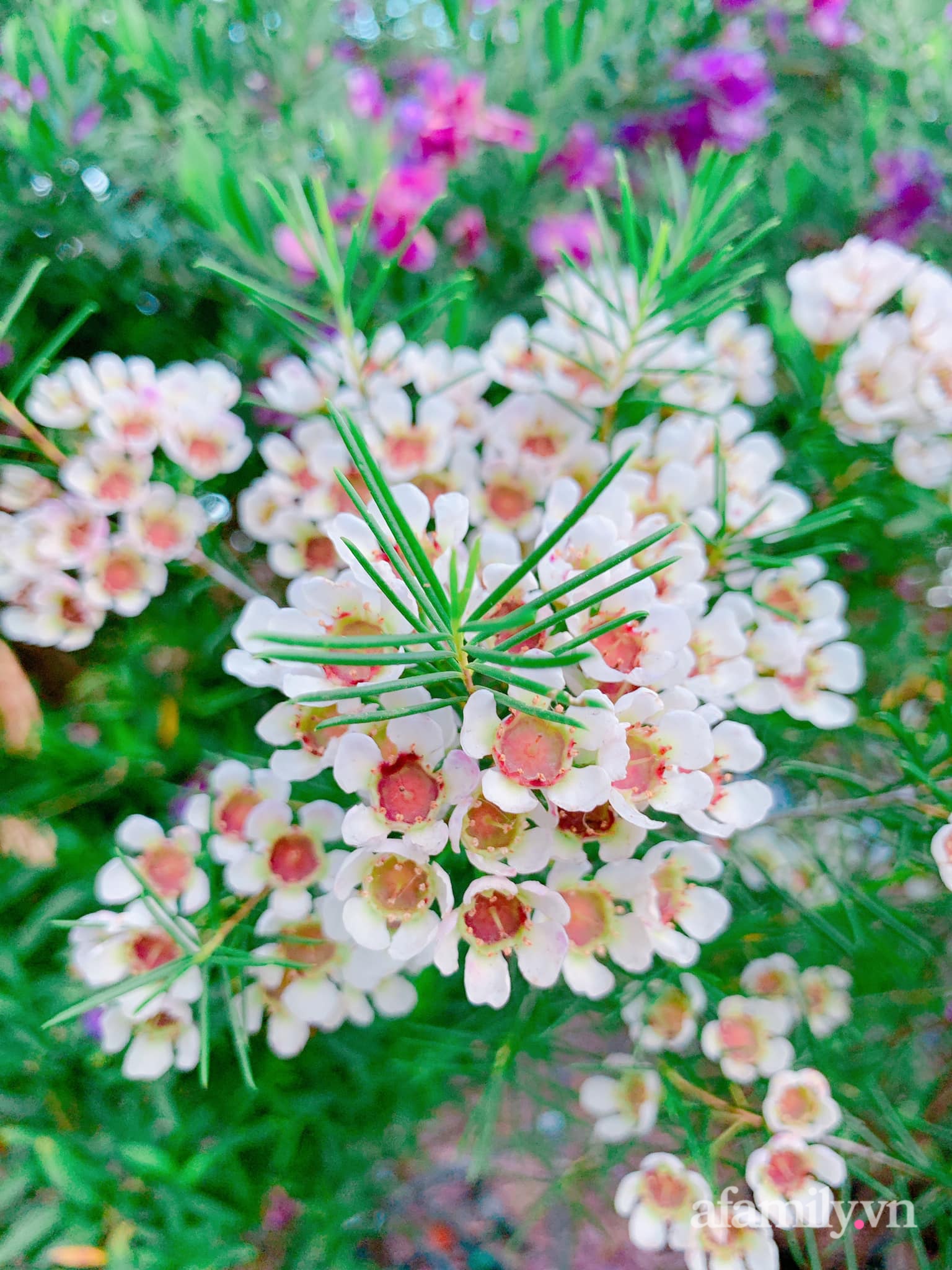 Ngày Tết đắm say giữa chốn bông lai ngập tràn sắc màu hàng trăm loài hoa của mẹ Việt ở Úc - Ảnh 14.