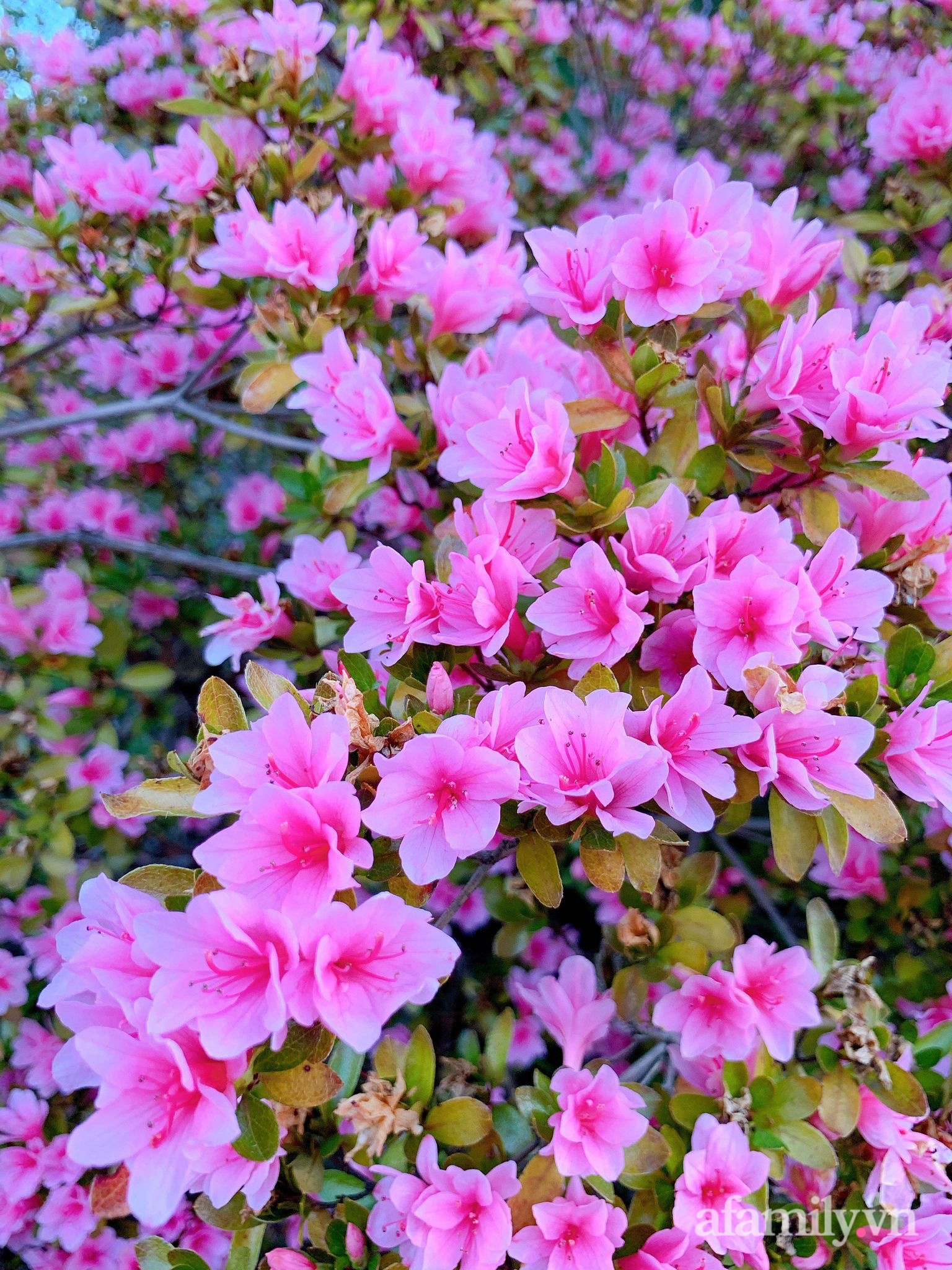 Ngày Tết đắm say giữa chốn bông lai ngập tràn sắc màu hàng trăm loài hoa của mẹ Việt ở Úc - Ảnh 12.