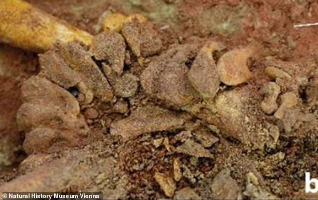 Phát hiện 2 bộ hài cốt em bé nhỏ xíu nhuốm màu đỏ máu, các nhà khoa học sửng sốt khi nhận ra sự thật về sinh đôi cùng trứng từ 30.000 năm trước - Ảnh 4.