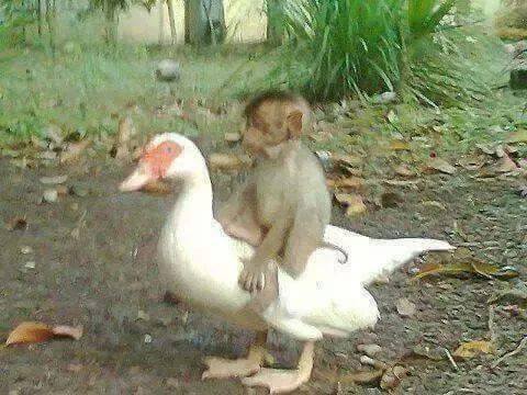 Seeing the monkey being electrocuted and struggling for help, the goose rushed to save it, leading to a tragic end, the story behind made everyone cry - Photo 1.