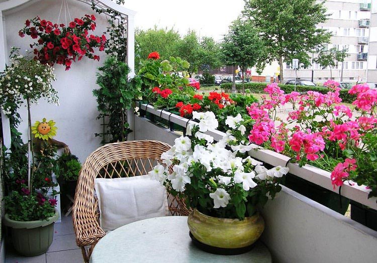 best-balcony-flowersjpegmini-1634101526061177386809.jpg