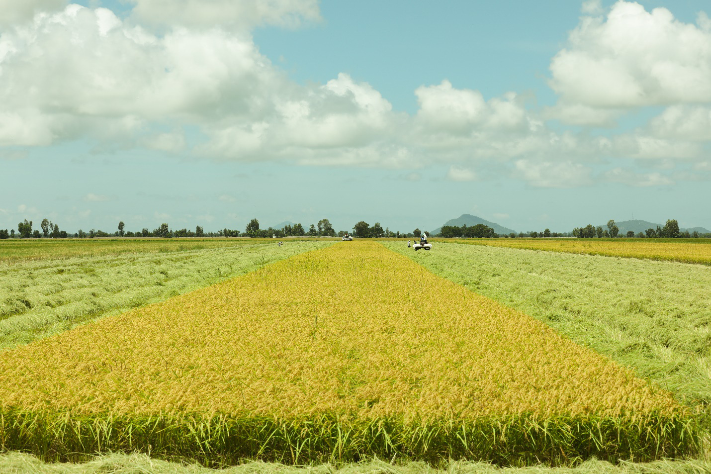 3 mẹo chọn gạo thơm dẻo ngon, an toàn cho bữa cơm gia đình - Ảnh 2.