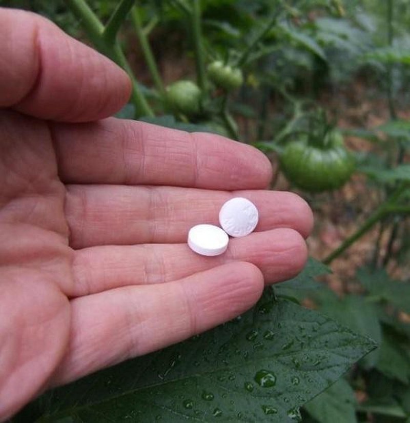Bạn sẽ vô cùng bất ngờ khi biết rằng loại thuốc quen thuộc này là “thần dược” giúp khu vườn xanh tốt - Ảnh 4.