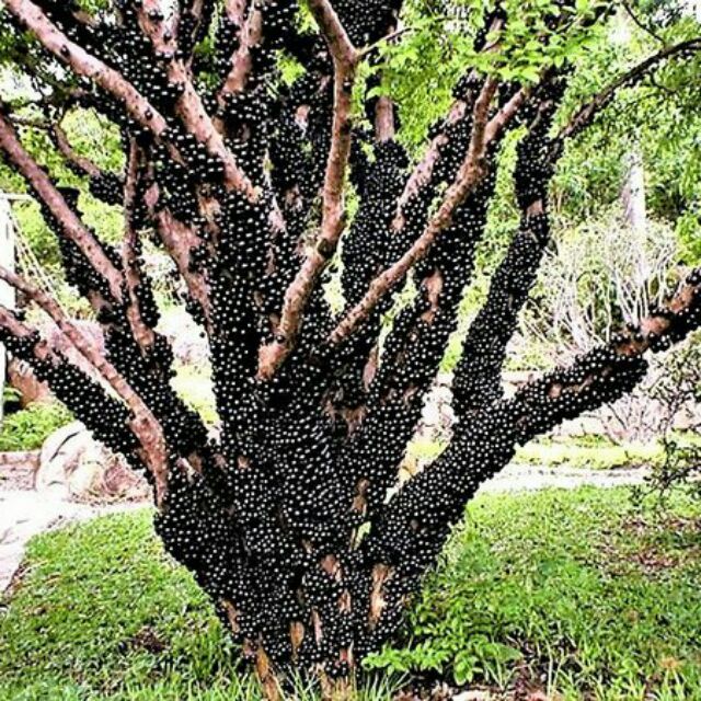 Bức ảnh gây kinh hãi trông như hàng ngàn con bọ đen đu bám cái cây, tưởng ghê rợn nhưng là thứ quý hiếm ai cũng ước được thử một lần trong đời - Ảnh 1.