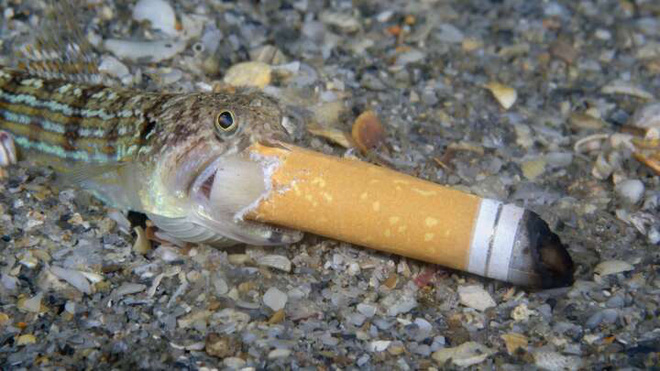 Bức ảnh &quot;Cá hút thuốc&quot; gây tranh cãi đoạt giải thưởng Nhiếp ảnh Đại dương - Ảnh 1.