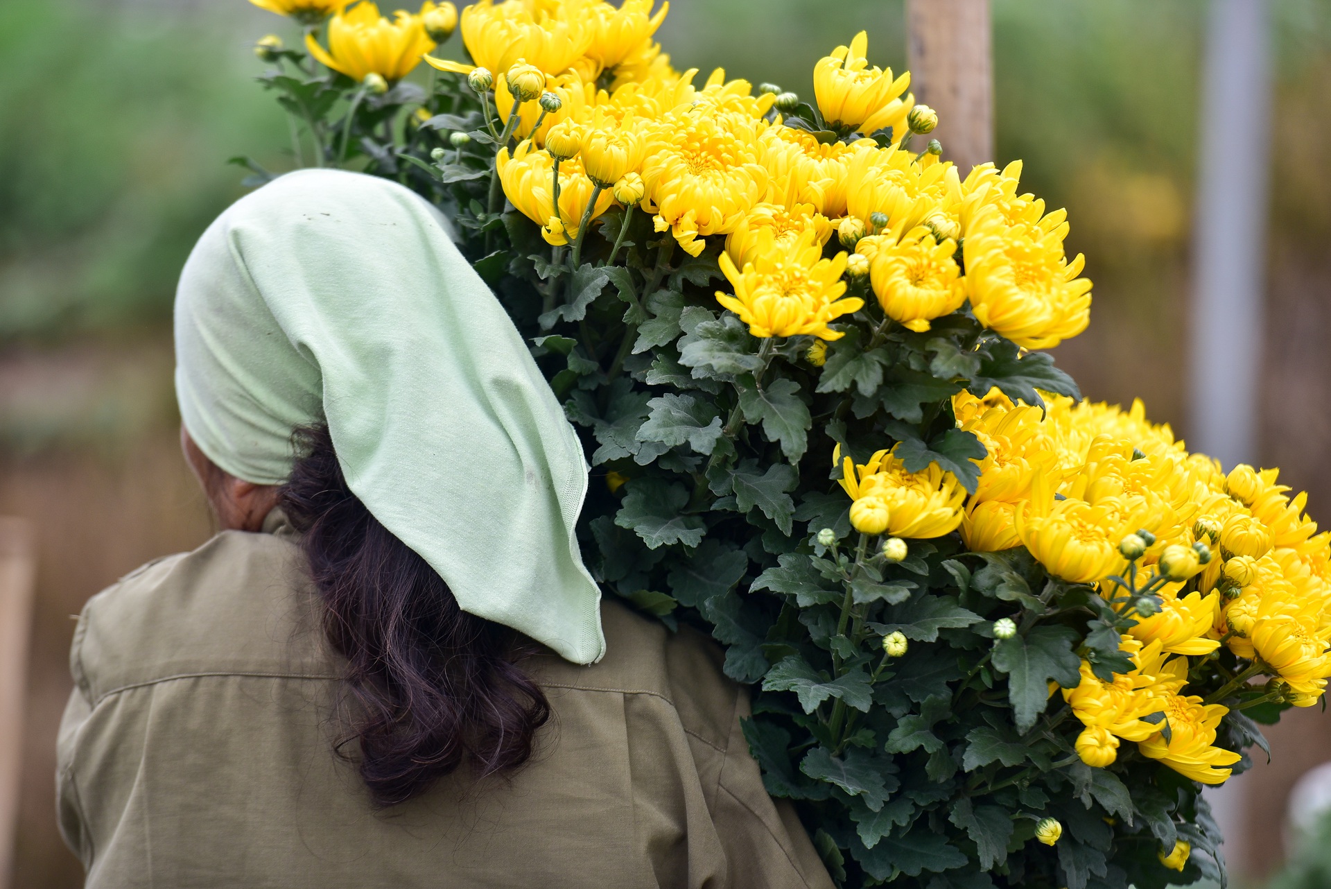 Bất ngờ: Hoa cúc tăng giá gấp 3 lần do 20/10 trùng với Rằm tháng 9 (Âm lịch) - Ảnh 2.