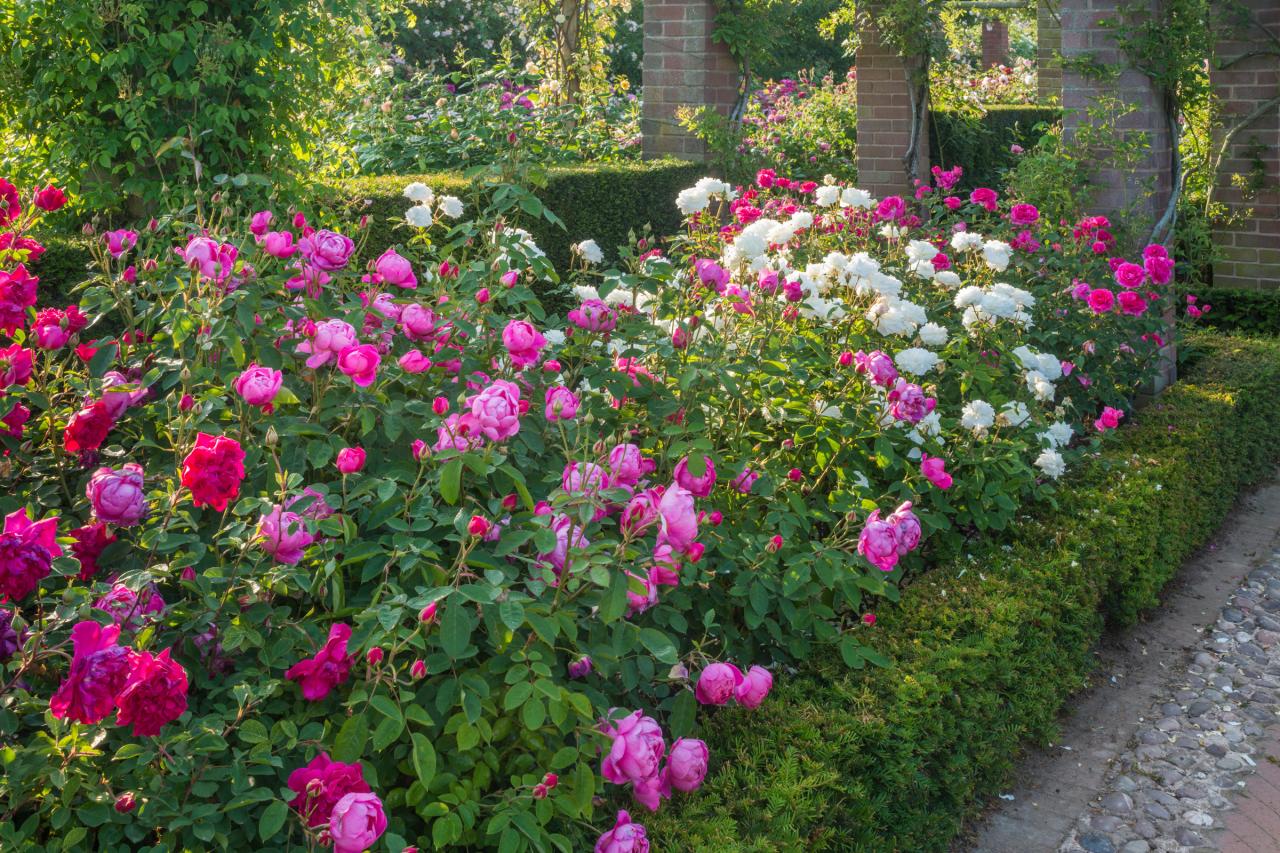 Những bước đơn giản tạo vườn hồng rực rỡ như mơ - Ảnh 3.