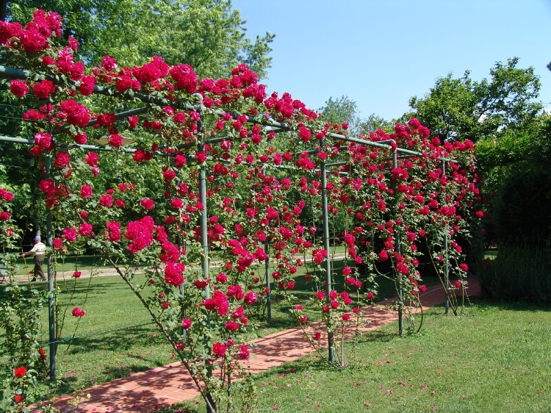 Những bước đơn giản tạo vườn hồng rực rỡ như mơ - Ảnh 2.