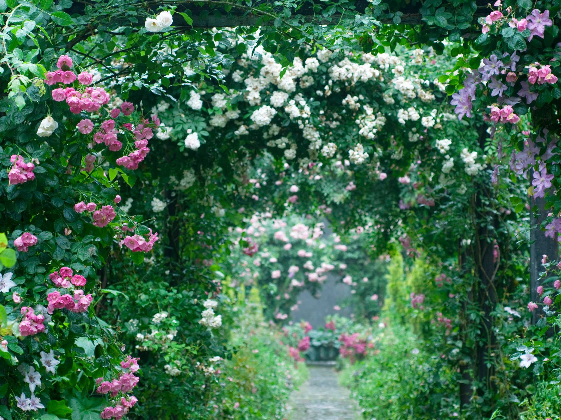 Những bước đơn giản tạo vườn hồng rực rỡ như mơ - Ảnh 1.
