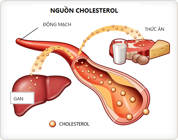 dau-hieu-cholesterol-cao-3-1634997580416637330365.png