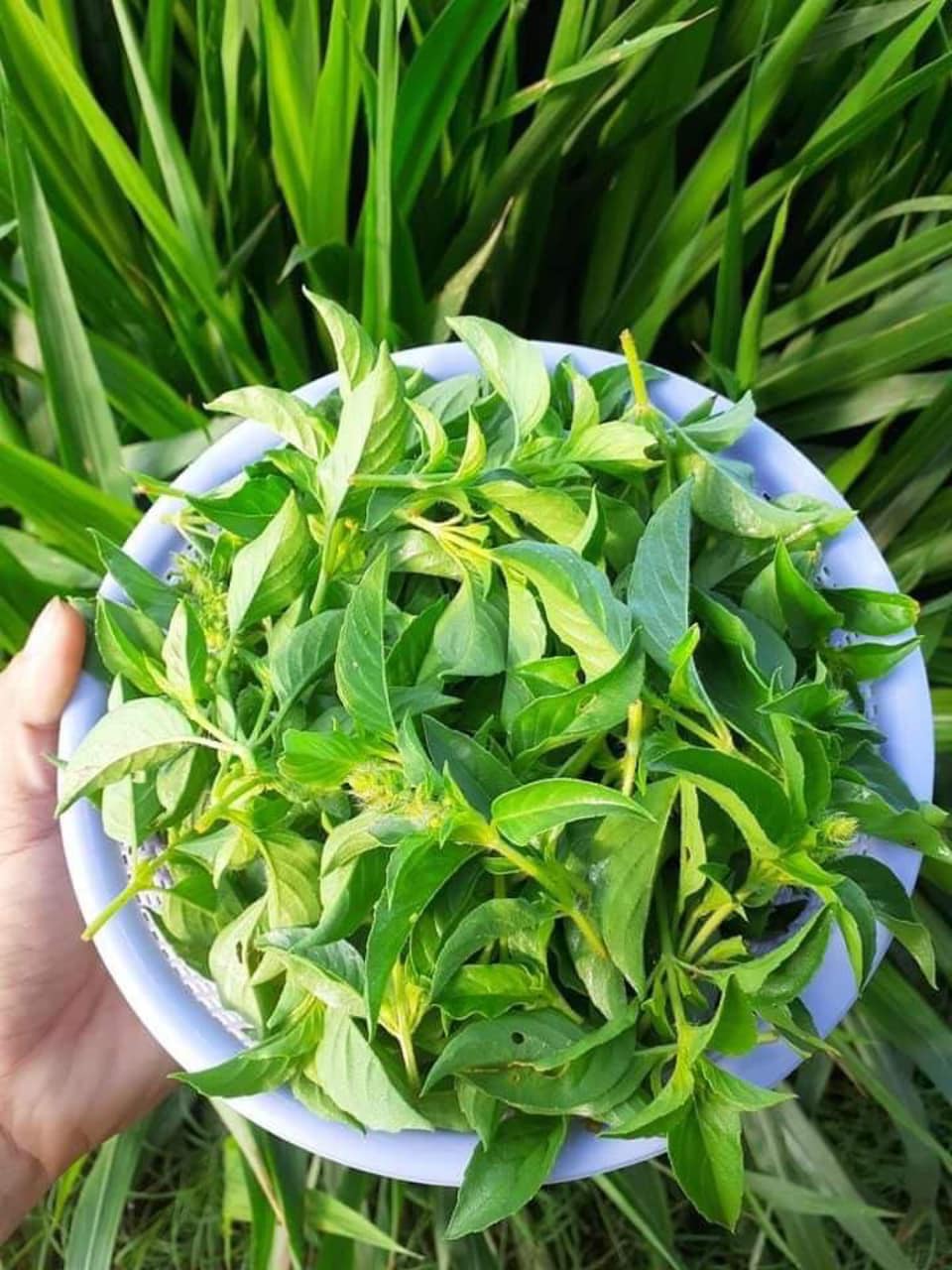 Lẩu gà lá é, món ngon "sốt" chợ mạng những ngày chớm đông, tiểu thương bán ngày 50 nồi lẩu - Ảnh 4. Lẩu gà lá é, món ngon "sốt" chợ mạng những ngày chớm đông, tiểu thương bán ngày 50 nồi lẩu - Ảnh 4.