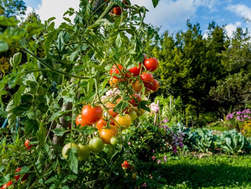 12 sai lầm khi trồng rau tại nhà khiến chi phí bỏ ra thậm chí đắt hơn mua thực phẩm hữu cơ ngoài cửa hàng! - Ảnh 4.