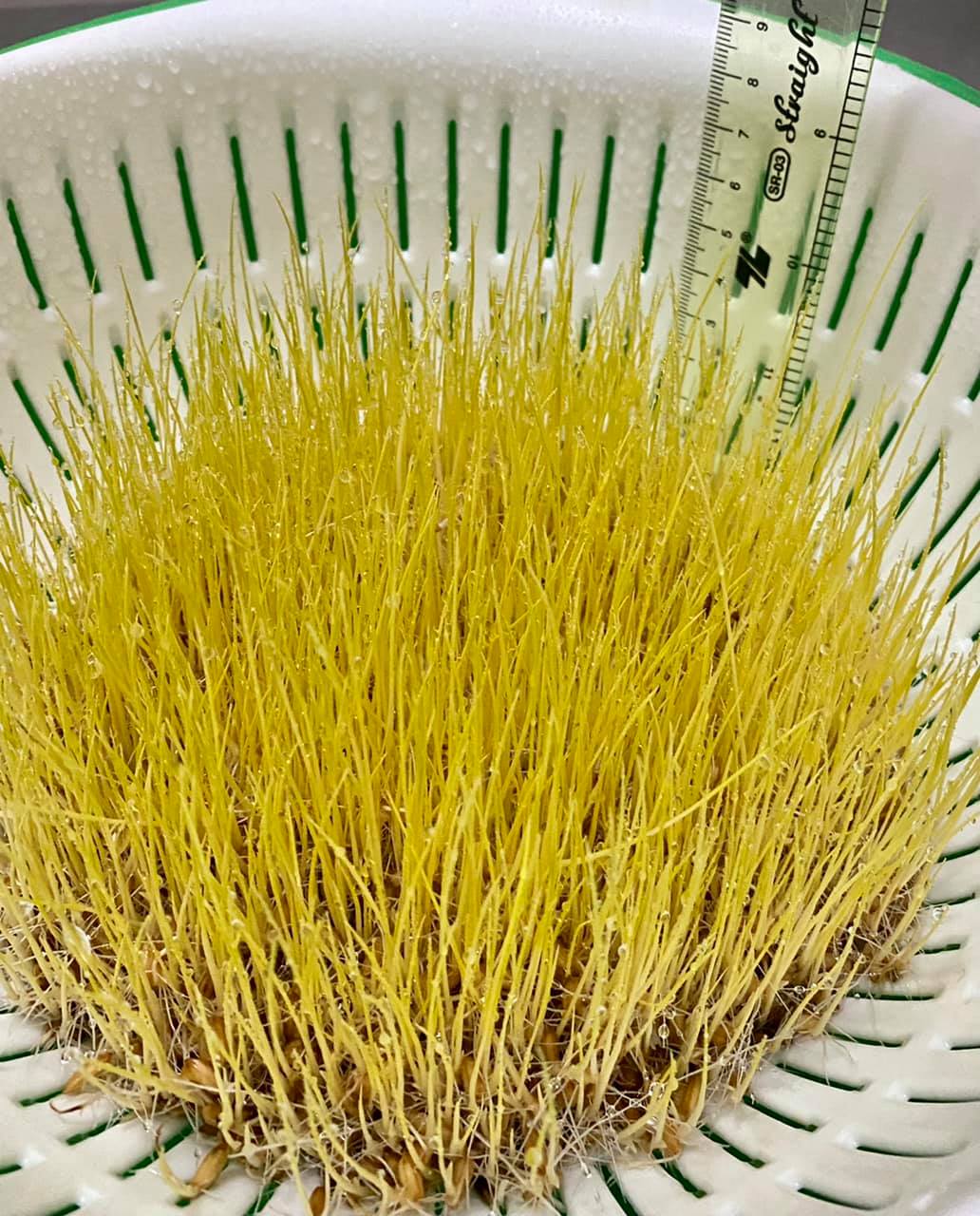 Trải nghiệm 14 ng&agrave;y l&agrave;m mạch nha giữa S&agrave;i G&ograve;n, 9X khoe th&agrave;nh quả mướt mắt - Ảnh 8.