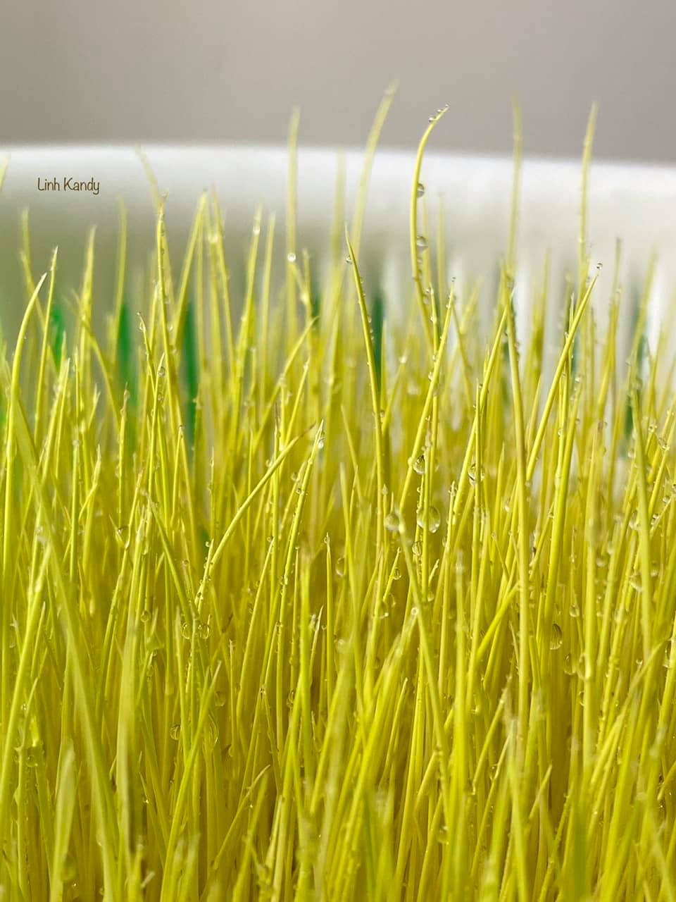 Trải nghiệm 14 ng&agrave;y l&agrave;m mạch nha giữa S&agrave;i G&ograve;n, 9X khoe th&agrave;nh quả mướt mắt - Ảnh 9.