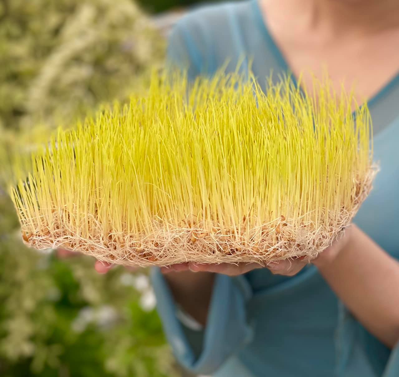 Trải nghiệm 14 ng&agrave;y l&agrave;m mạch nha giữa S&agrave;i G&ograve;n, 9X khoe th&agrave;nh quả mướt mắt khiến chị em n&agrave;o cũng muốn thử - Ảnh 10.