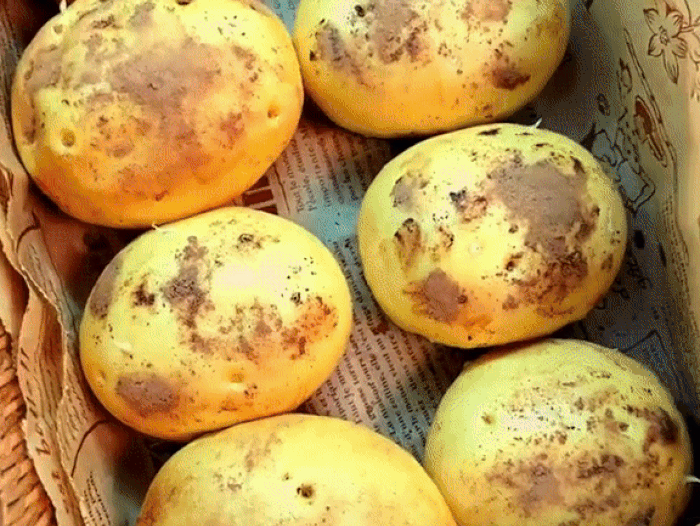 Nhìn tưởng khoai tây mọc mầm chuẩn bị vứt đi, hóa ra lại là bánh bao ngon xuất sắc - Ảnh 10.