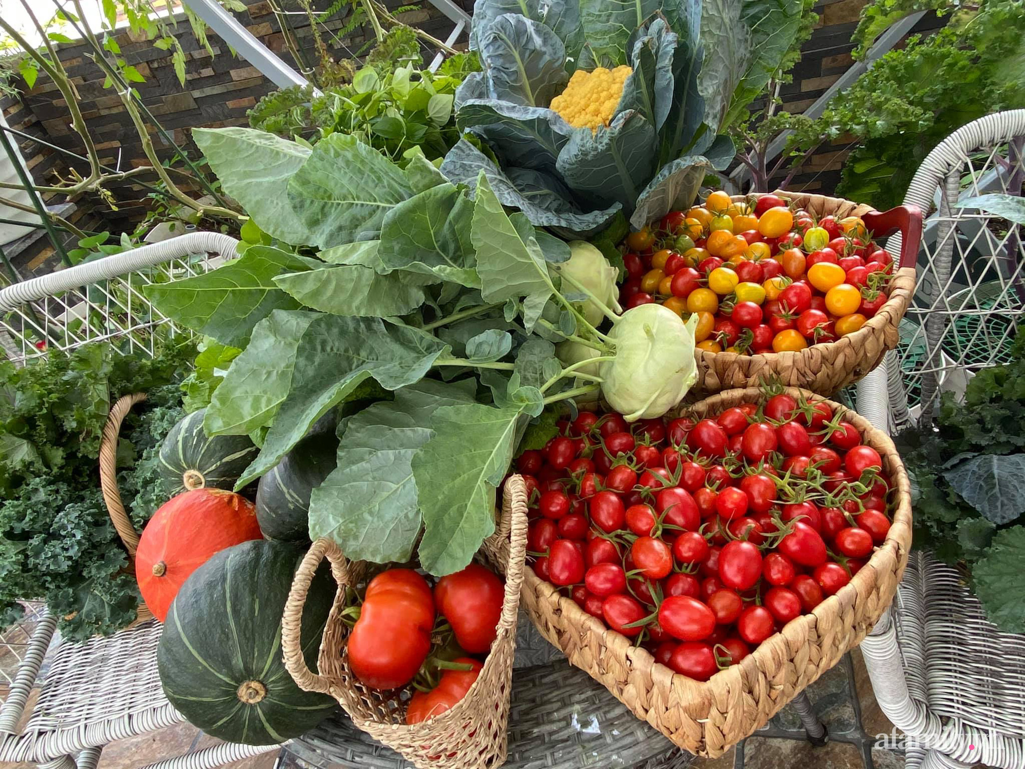 Bí quyết trồng cà chua thu hoạch mỏi tay không hết quả của bà mẹ đảm Đà Nẵng - Ảnh 12.