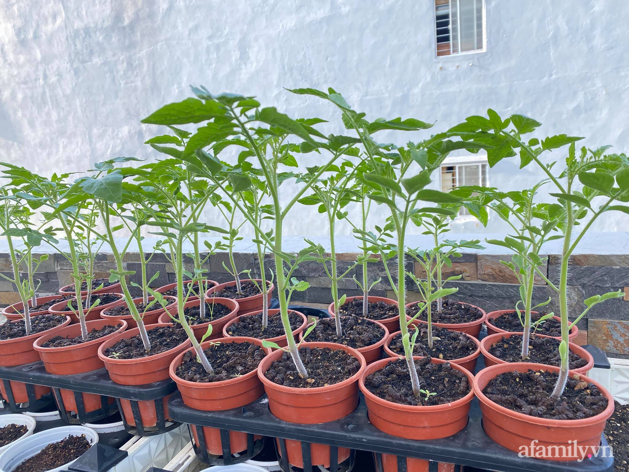 Bí quyết trồng cà chua thu hoạch mỏi tay không hết quả của bà mẹ đảm Đà Nẵng - Ảnh 6.