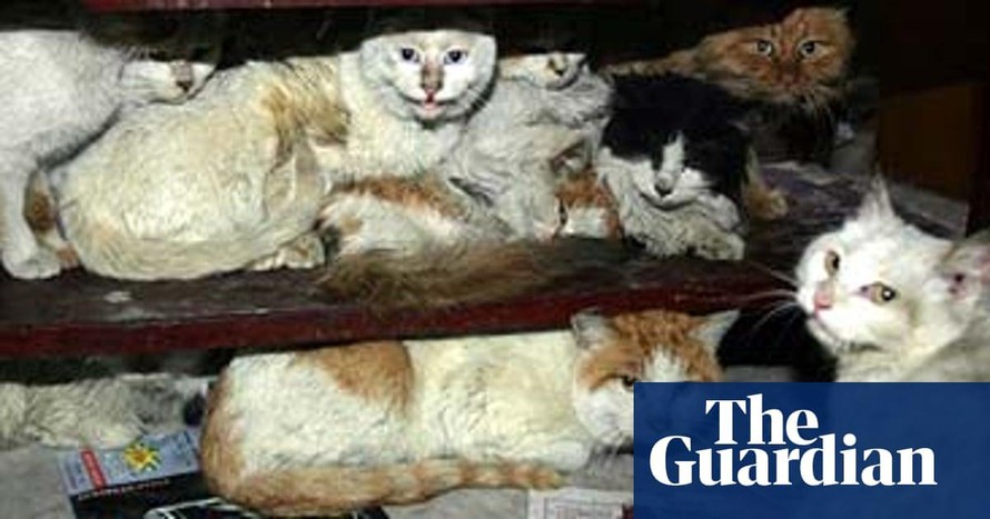 Chính quyền một địa phương ở Trung Quốc bị chỉ trích vì giết ba con mèo mắc COVID-19 - Ảnh 1.